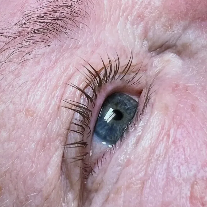 Close-up of a finished lash lift, every natural lash curled up from the root and evenly separated